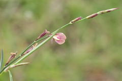 Alysicarpus bupleurifolius